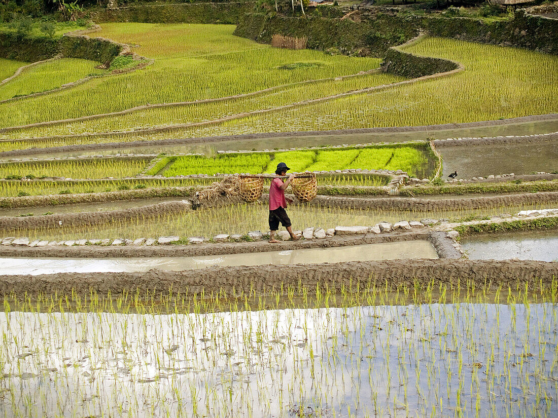 farming the rice terraces, coming home in Batad, Philippines, a UNESCO World Heritage Site