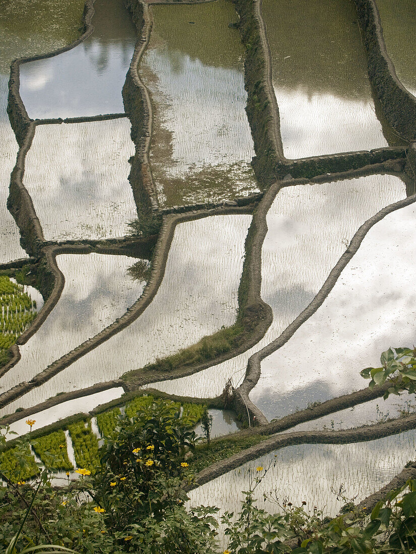 the sky seen through rice, reflections in the rice terraces, Batad, Philippines