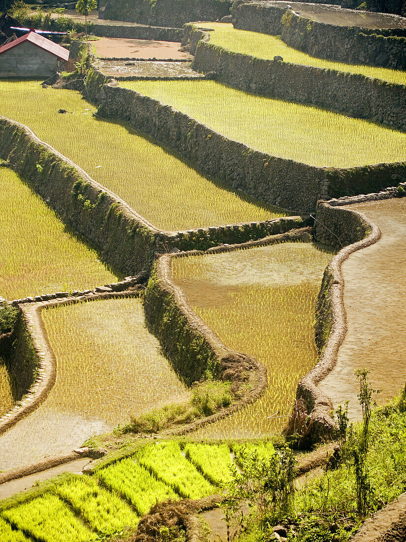 layered rice terraces in Batad, Philippines, a World Heritage Site