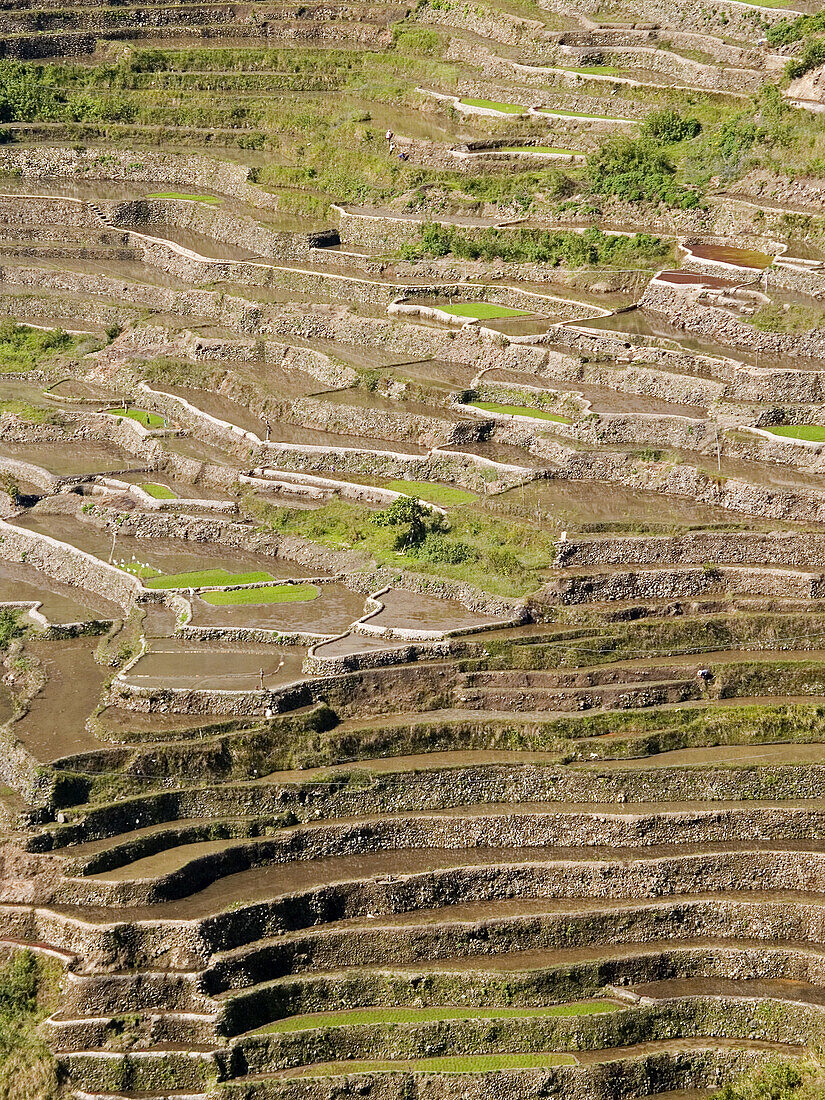 stone walled rice terraces at Malingcong, northern Philippines