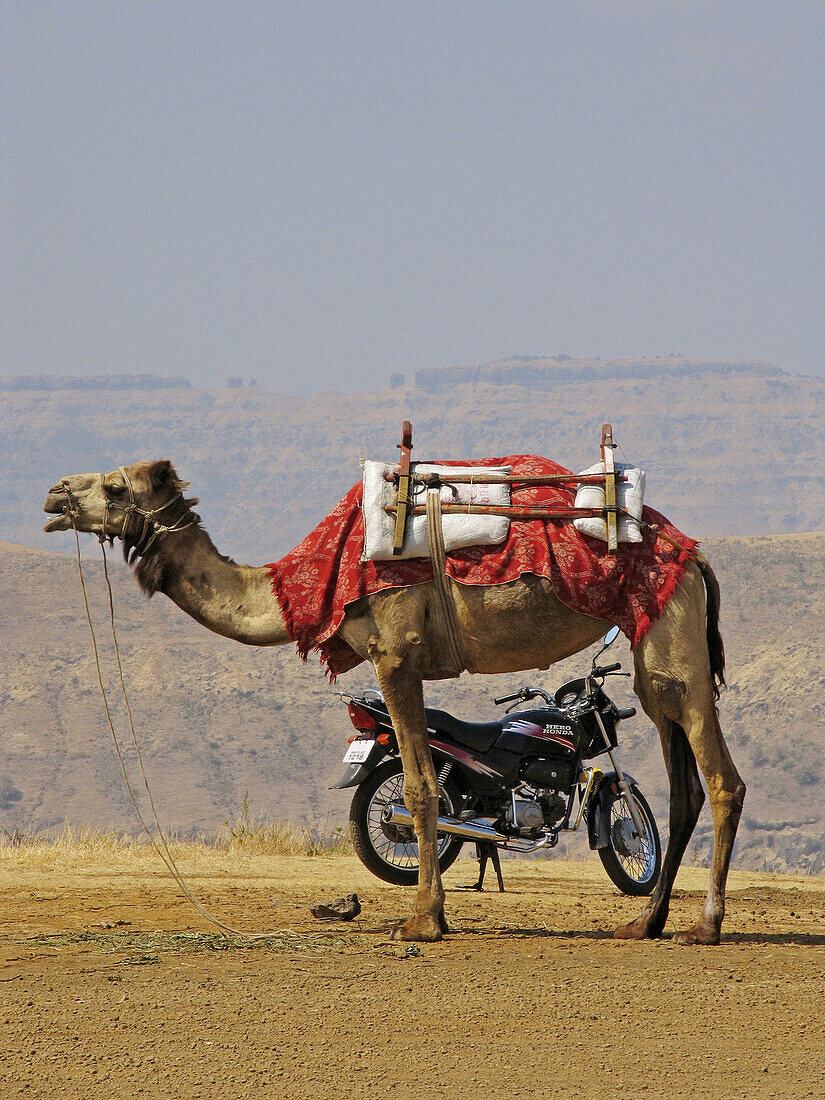 Use for Transportation - natural (camel) and manmade (bike), together at Mahabaleshwar, Satara, Maharashtra, India.