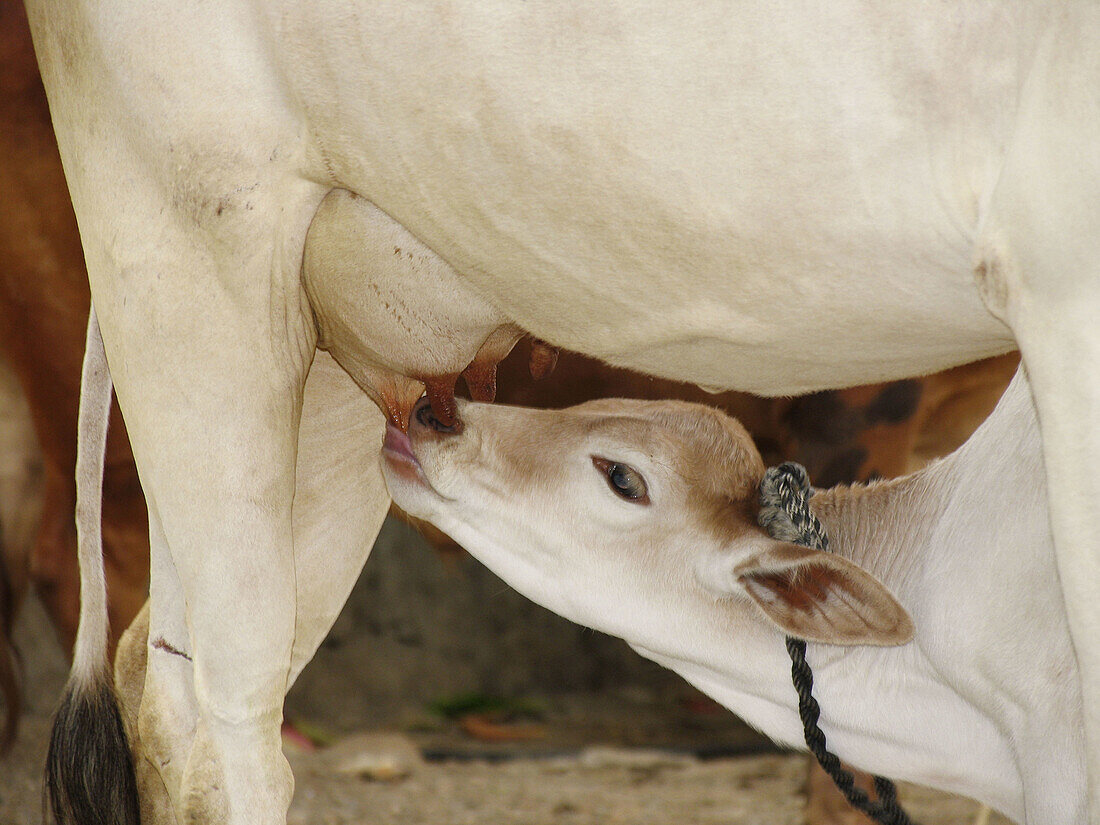 A cow feeding her calf. Bhuleshwara, Maharashtra, India.