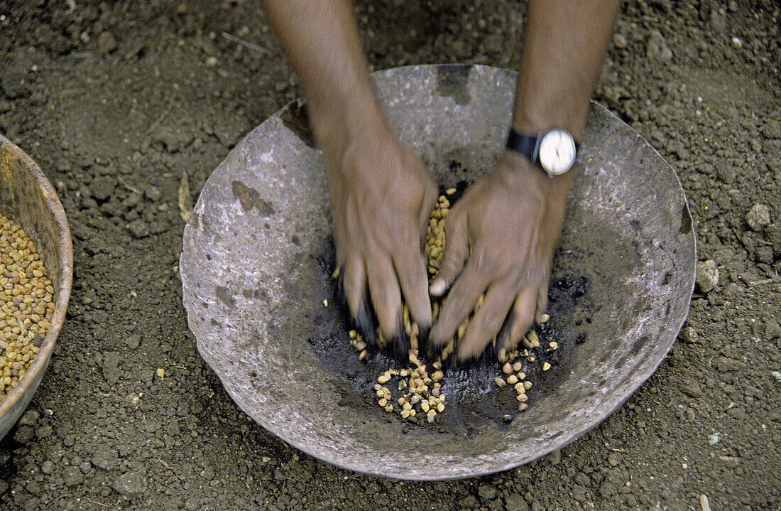 Some chemicals are mixed with the seeds before sowing, to protect them from all insects before sprouts come out. Mulshi, Pune, Maharashtra, India.