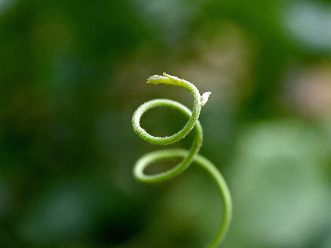 Tendril of a creeping plant. Pune, Maharashtra, India.