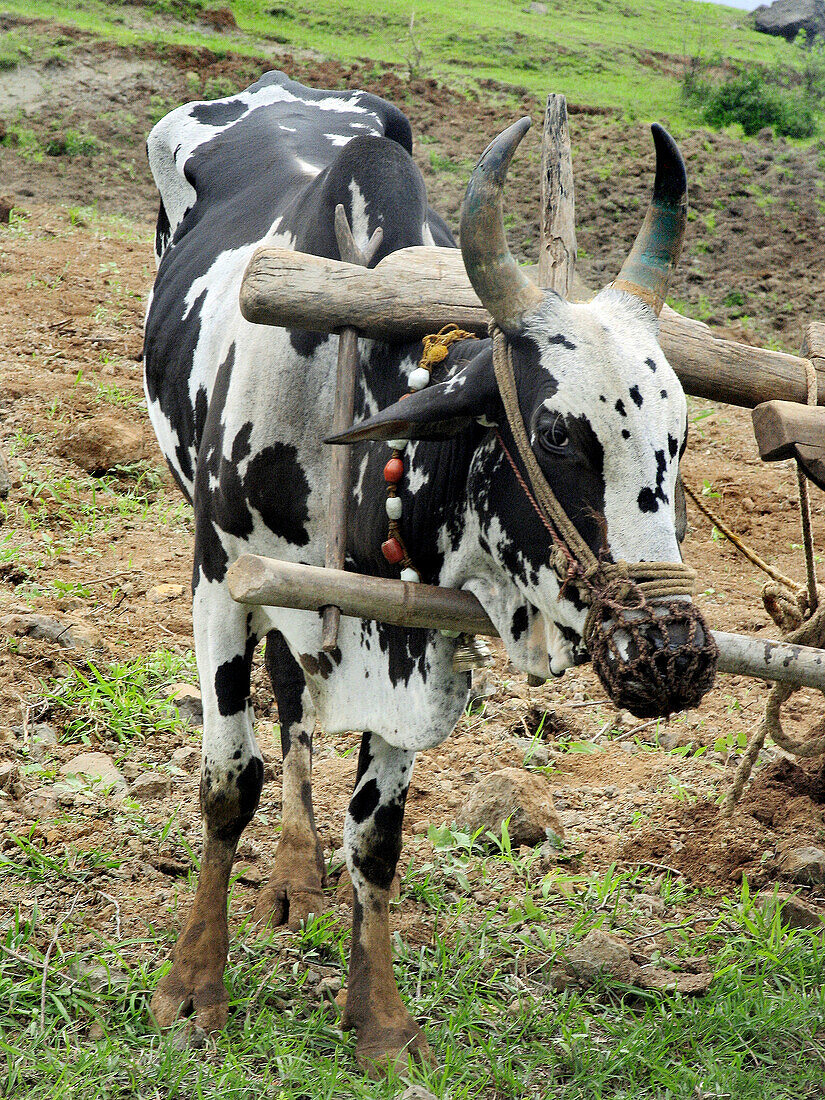 Bull with a plough, ready for ploughing a field by traditional way. Nilkantheshwar, Pune, Maharashtra, India.