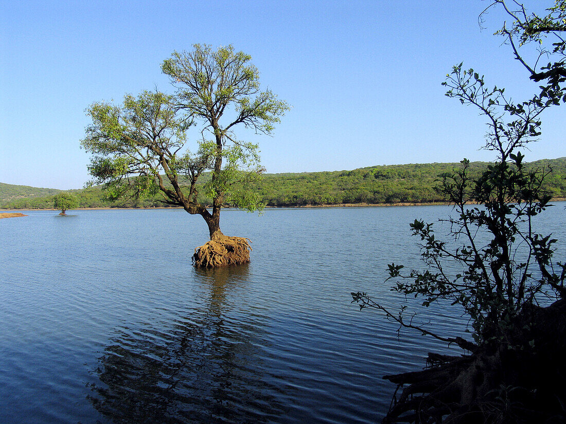 A tree and roots in the water of Venna Lake. Mahabaleshwar, Satara, Maharasthra, India.