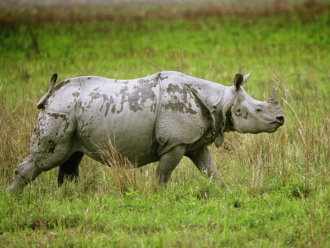 Indian Onehorned Rhinoceros, Rhinoceros unicornis, Linneaeus. Kaziranga National Park, Nepal.