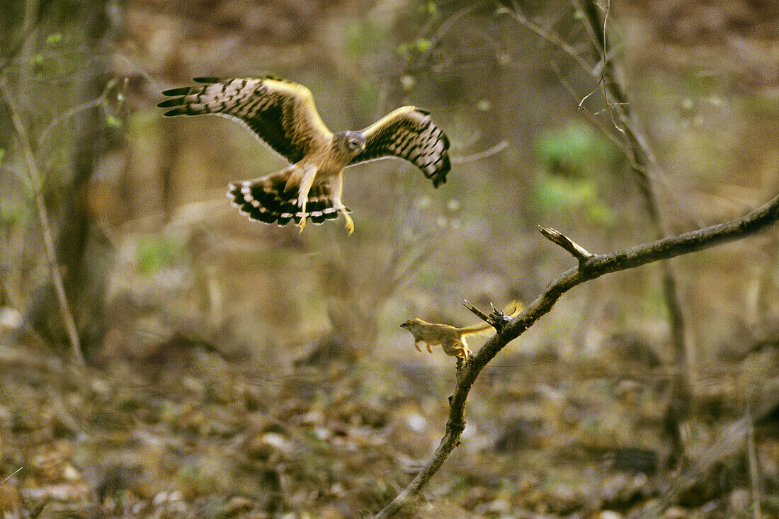 Flying Honey buzzard. Ranganthitto Bird Sanctuary, Karnataka, India.