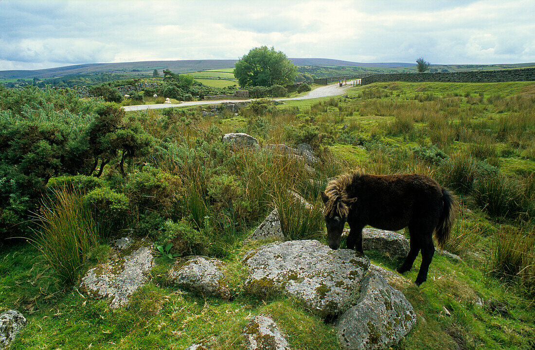 Europa, England, Devon, Dartmoor, Dartmoor Pony