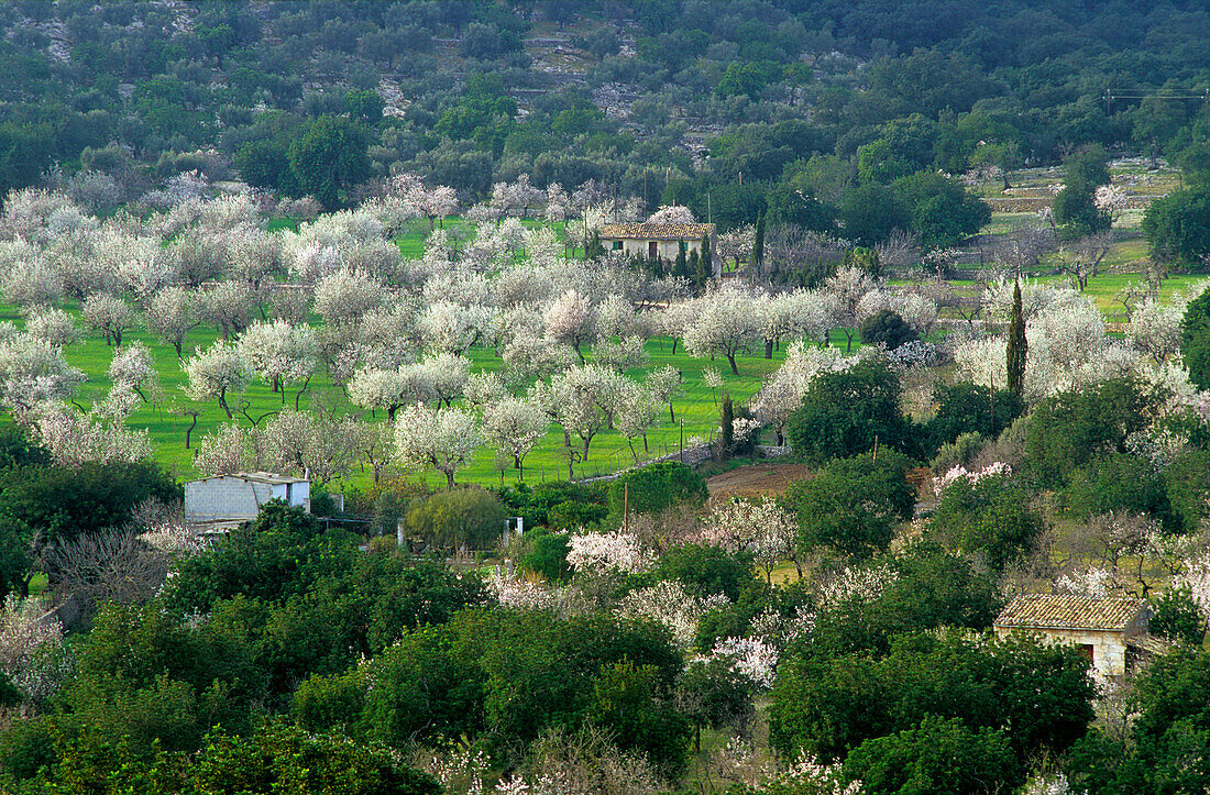 Europe, Spain, Majorca, near Selva. Bloomy almond trees