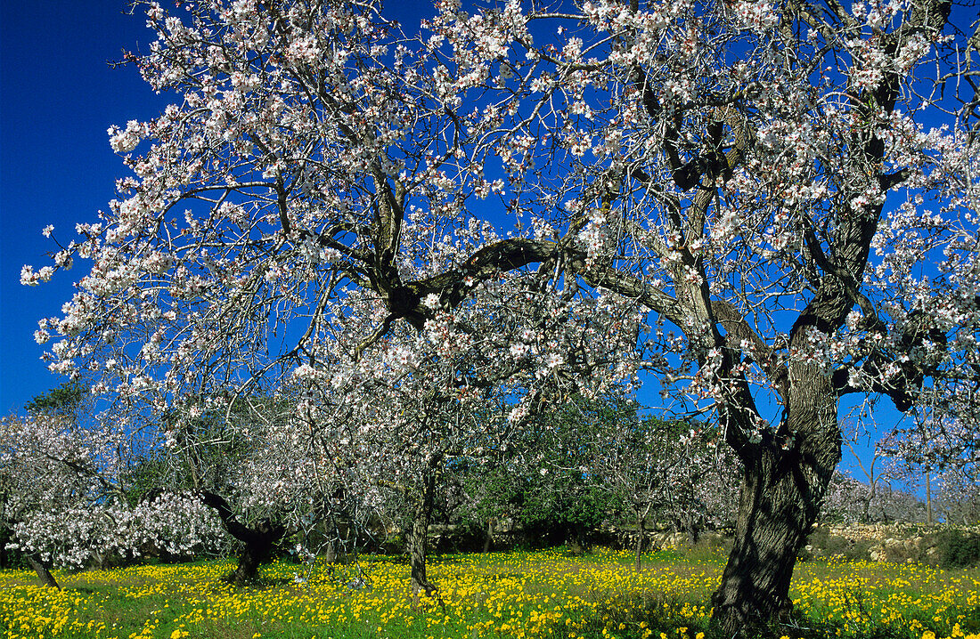 Europe, Spain, Majorca, near Selva, bloomy almond trees