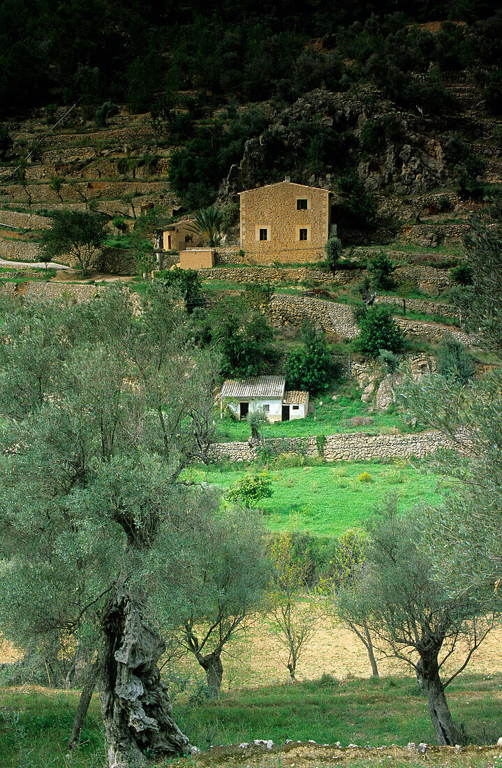 Europa, Spanien, Mallorca, bei Bunyola