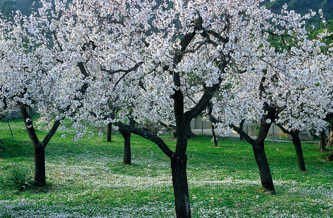 Europe, Spain, Majorca, bloomy almond trees
