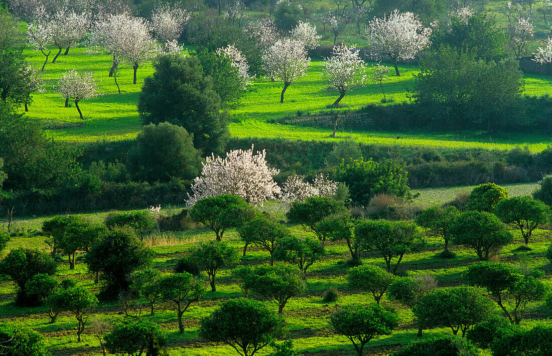 Europe, Spain, Majorca, near Capdella, bloomy almond trees