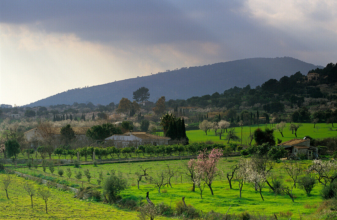 Europa, Spanien, Mallorca, bei Selva