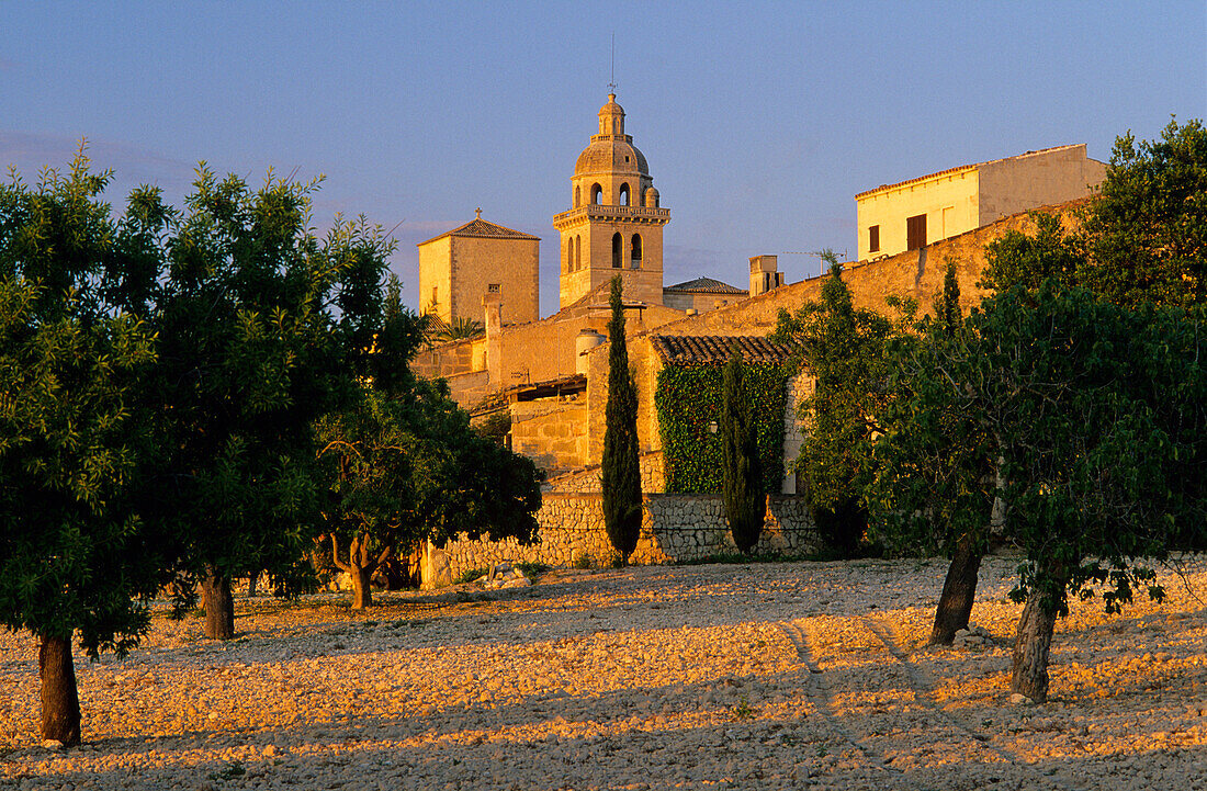 Europe, Spain, Majorca, Montuiri, olive groves
