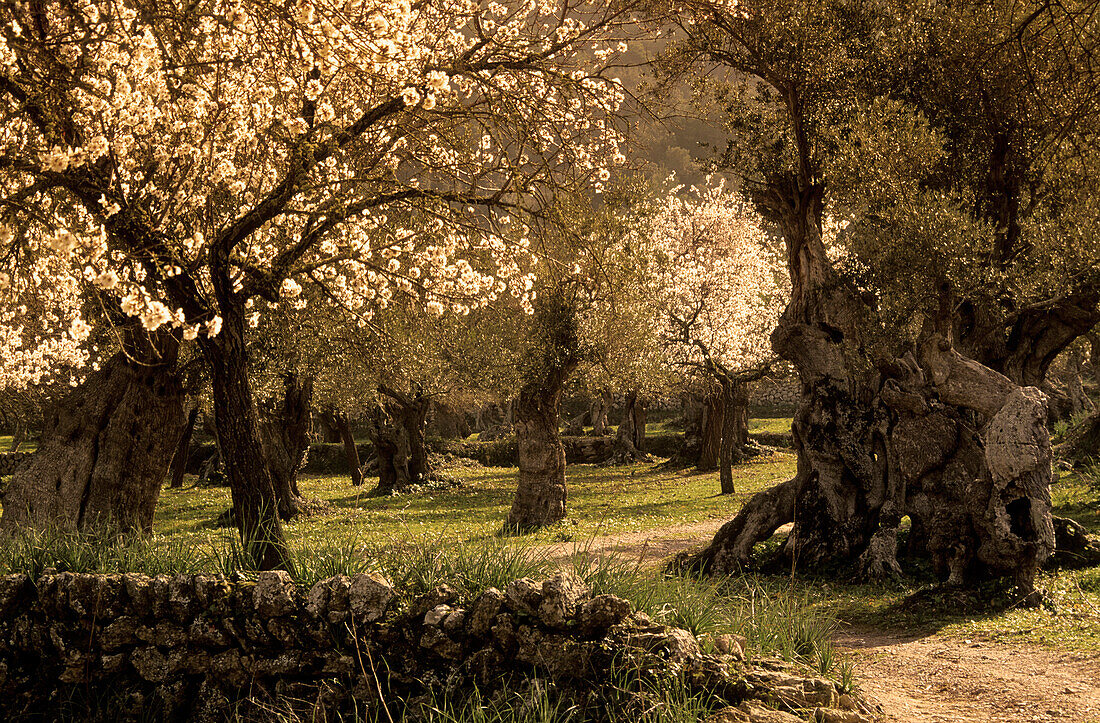 Europe, Spain, Majorca, Valldemossa, blooming almond trees