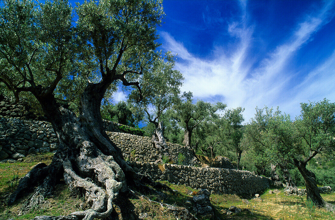 Europe, Spain, Majorca, near Deia. Olive tree