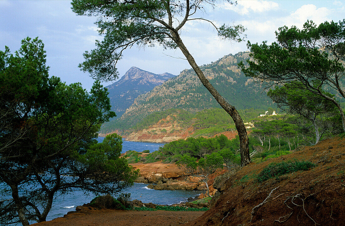 Europe, Spain, Majorca, near Port d'es Cannoge, northern coast