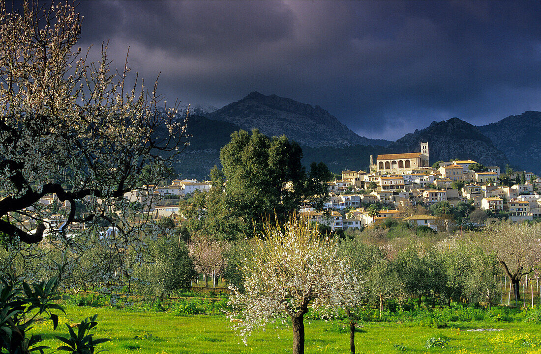 Europe, Spain, Majorca, near Selva, blooming almond trees