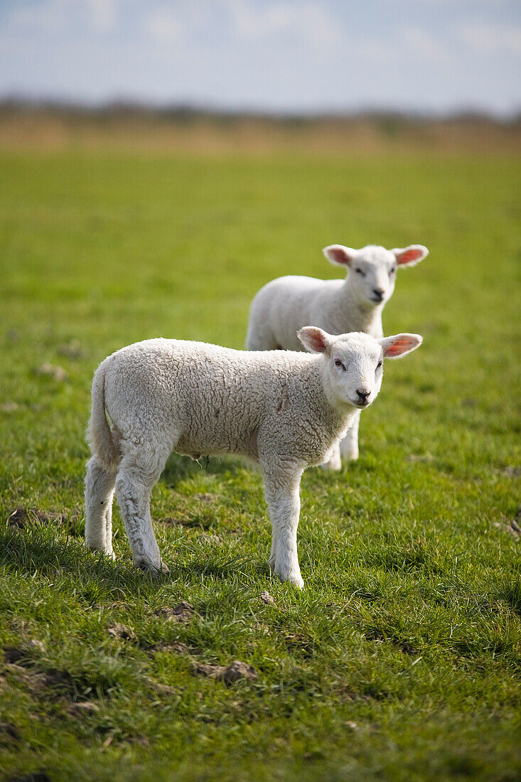 Two lambs on dike, St. Peter Ording, Schleswig-Holstein, Germany