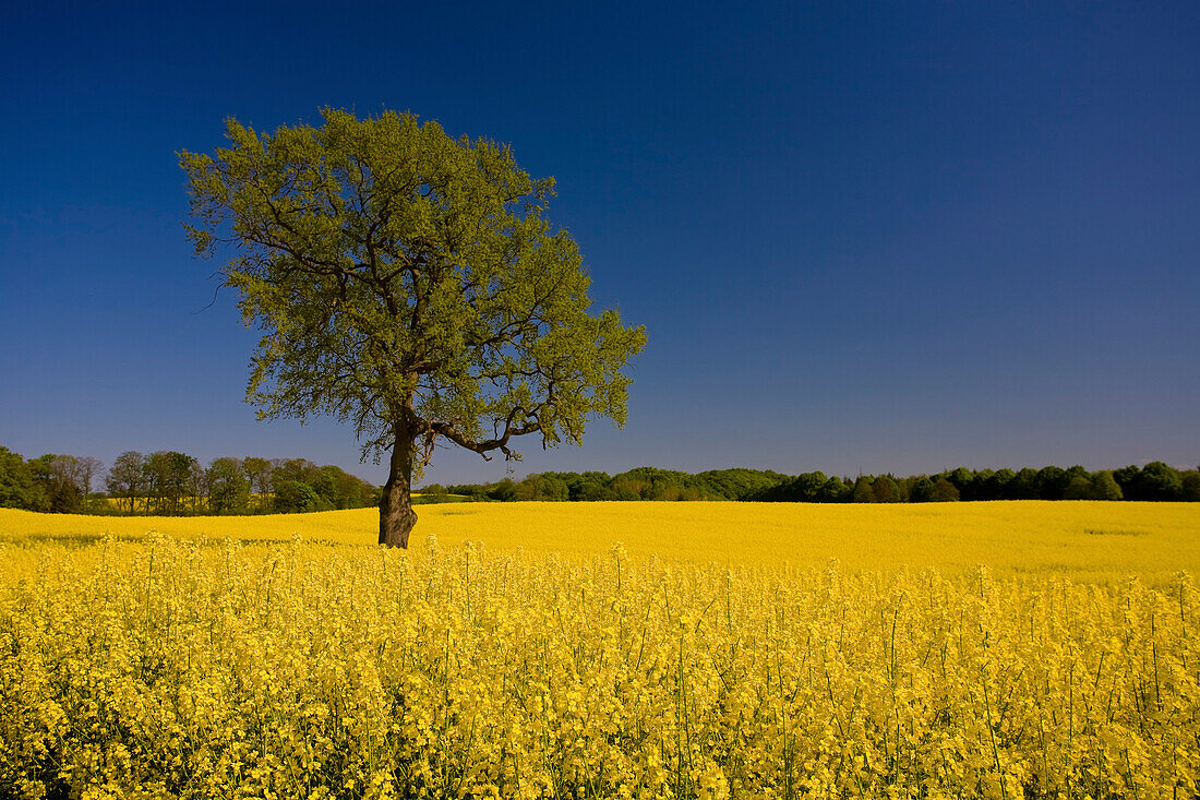 Deciduous tree on yellow rape field, near Flensburg, Schleswig-Holstein, Germany