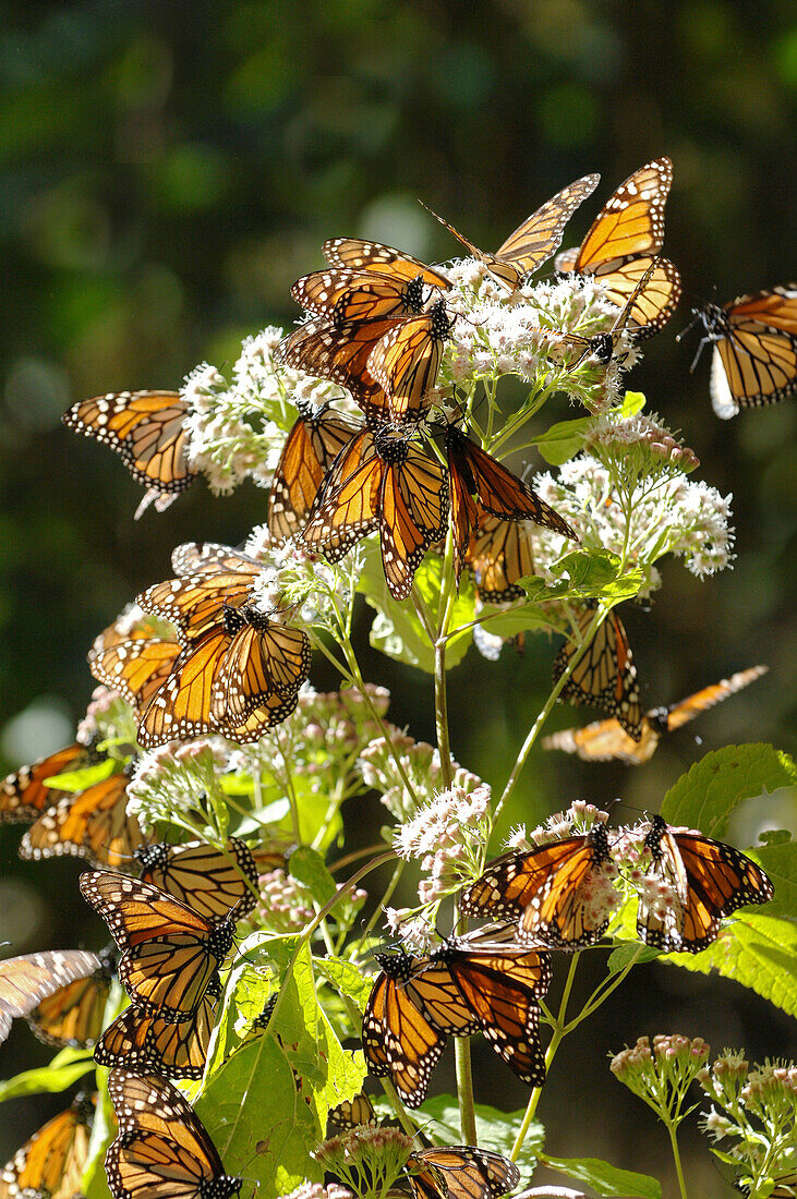 Monarchfalter auf Blüten, San Luis, Mexiko