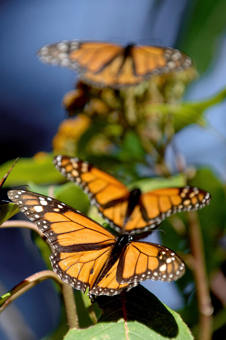 Monarchfalter, San Luis, Mexiko