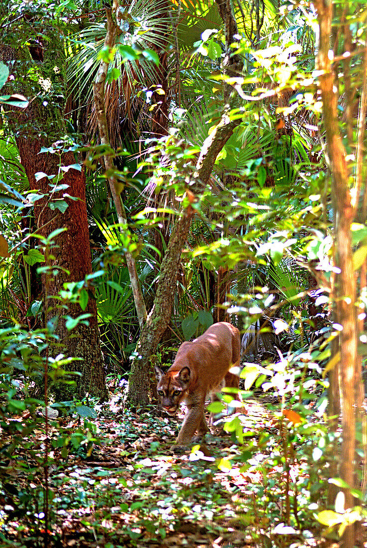 Puma in the Belize rainforest, Belize, Central America