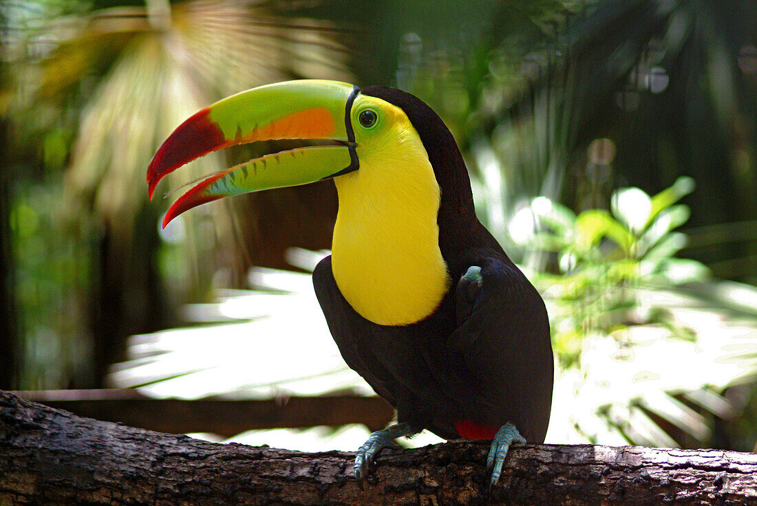 Tucan in the rainforest of Belize, Central America