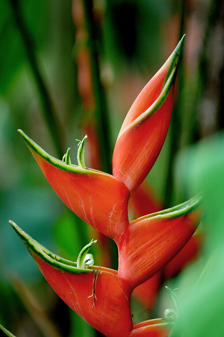 Heliconia in the coastal Rainforest of Costa Rica, Central America