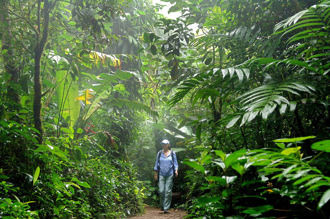 Frau wandert in den Bergnebelwälder von Monteverde, Costa Rica, Mittelamerika