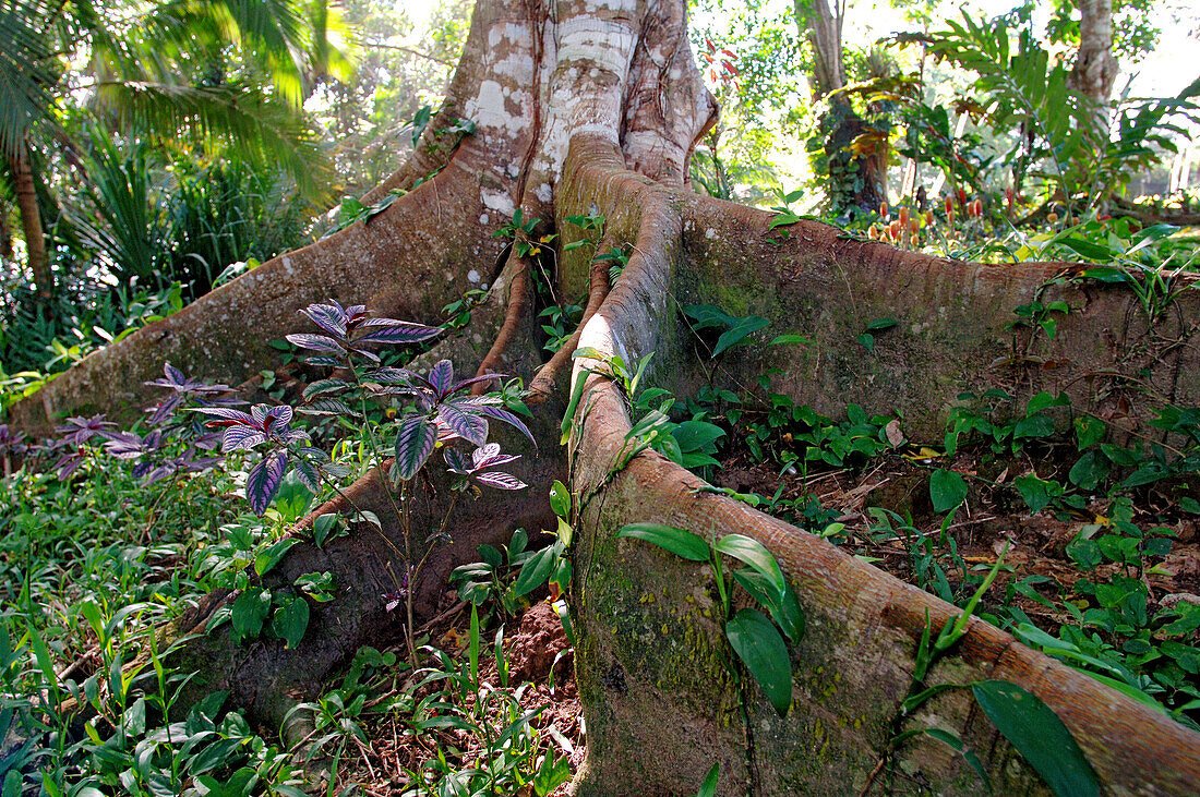 Baum mit Brettwurzeln in den Küstenwälder der Karibik, Costa Rica, Mittelamerika
