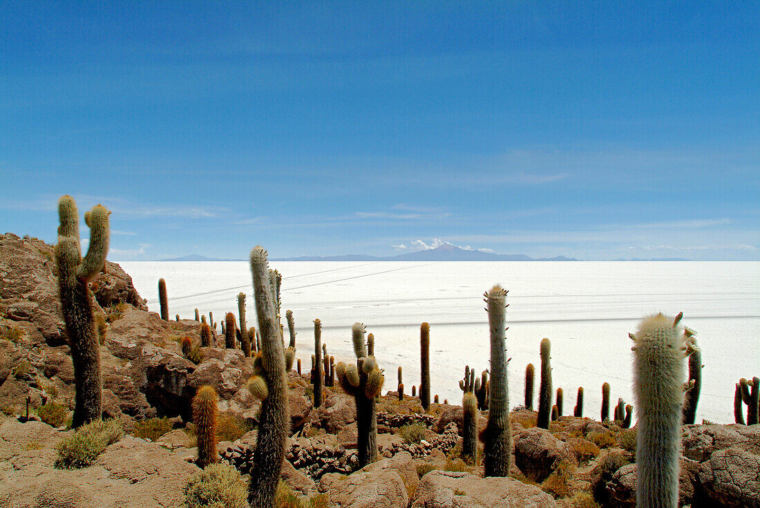 Cactuses, Cacti on Isla de los Pescadores, salt lake Salar de Uyuni, Bolivia, South America