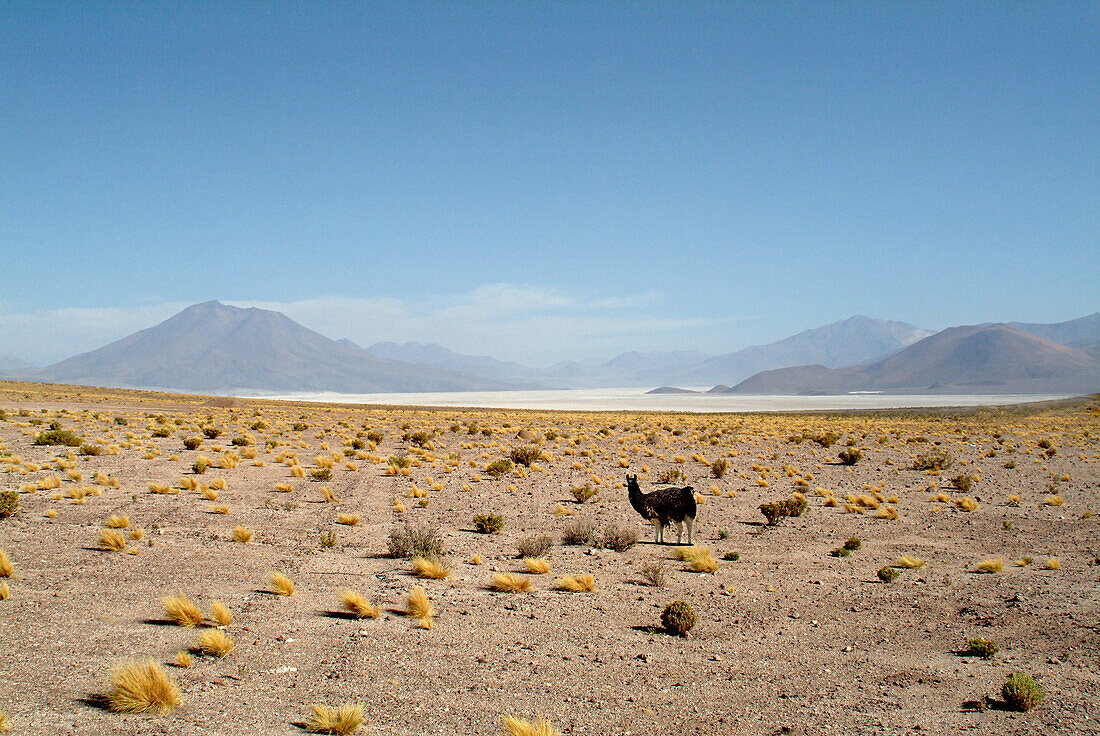 Alpaka vor dem Salzsee Salar de Ascotán, Chile, Südamerika