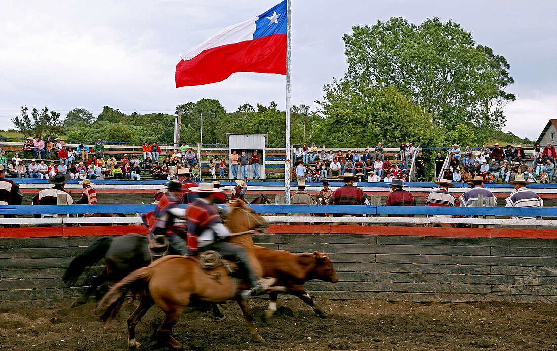 Rodeo in Chonchi mit Fahne, Chiloé, Chile, Südamerika