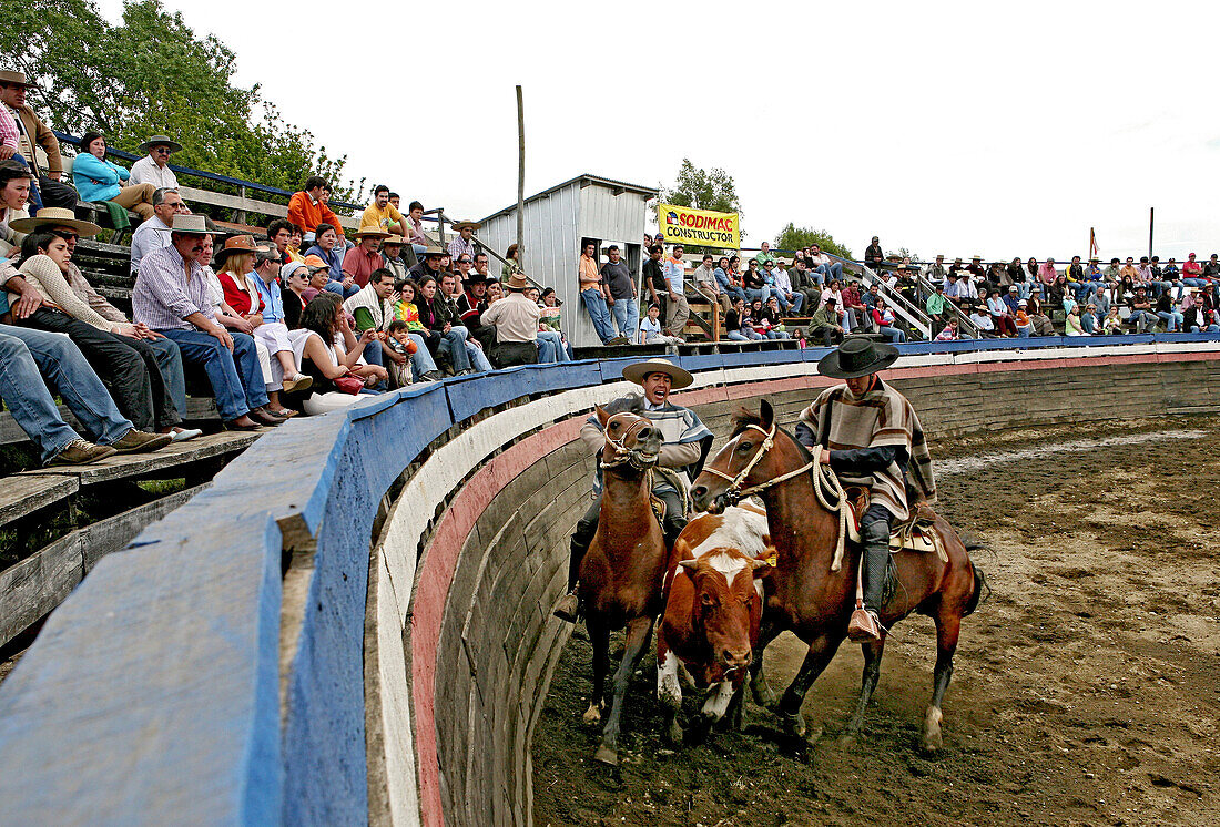 Rodeo in Conchi, Chiloé, Chile, South America