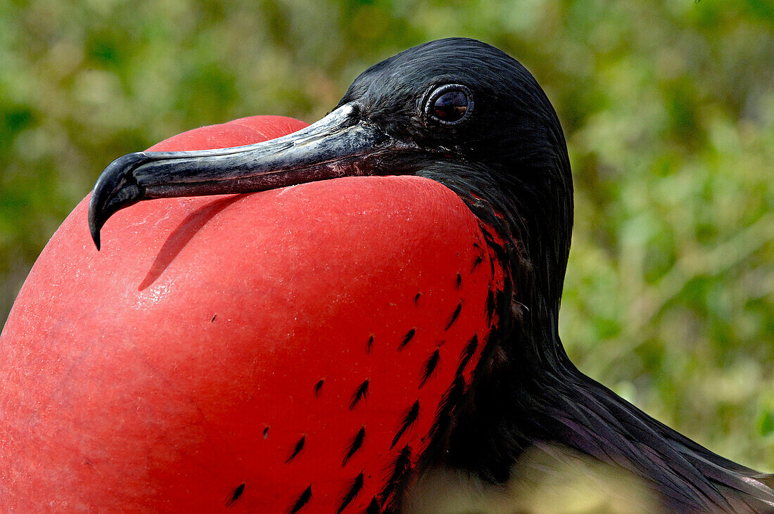 Frigate Bird on South Plaza Island with red inflated pouch, Galapagos Islands, Ecuador, South America