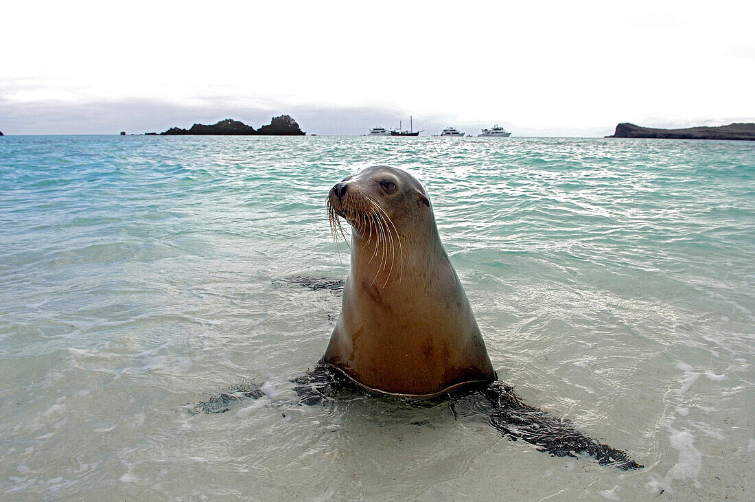 Seelöwe, Galapagos Inseln, Ecuador, Südamerika