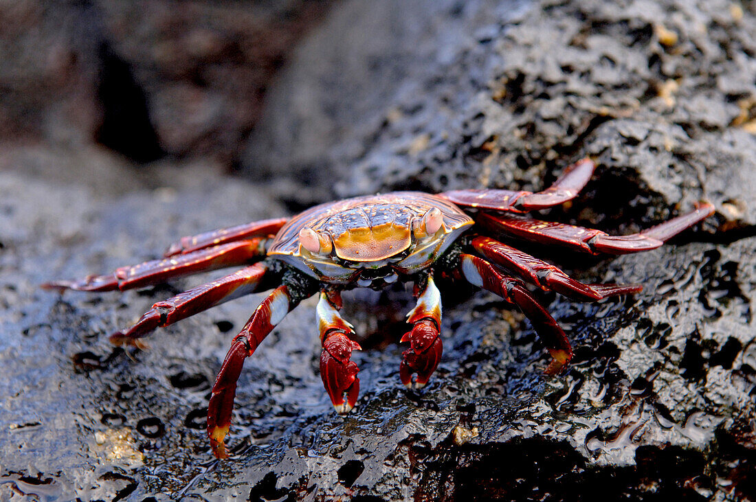 Klippenkrabbe, Galapagos, Ecuador, Südamerika