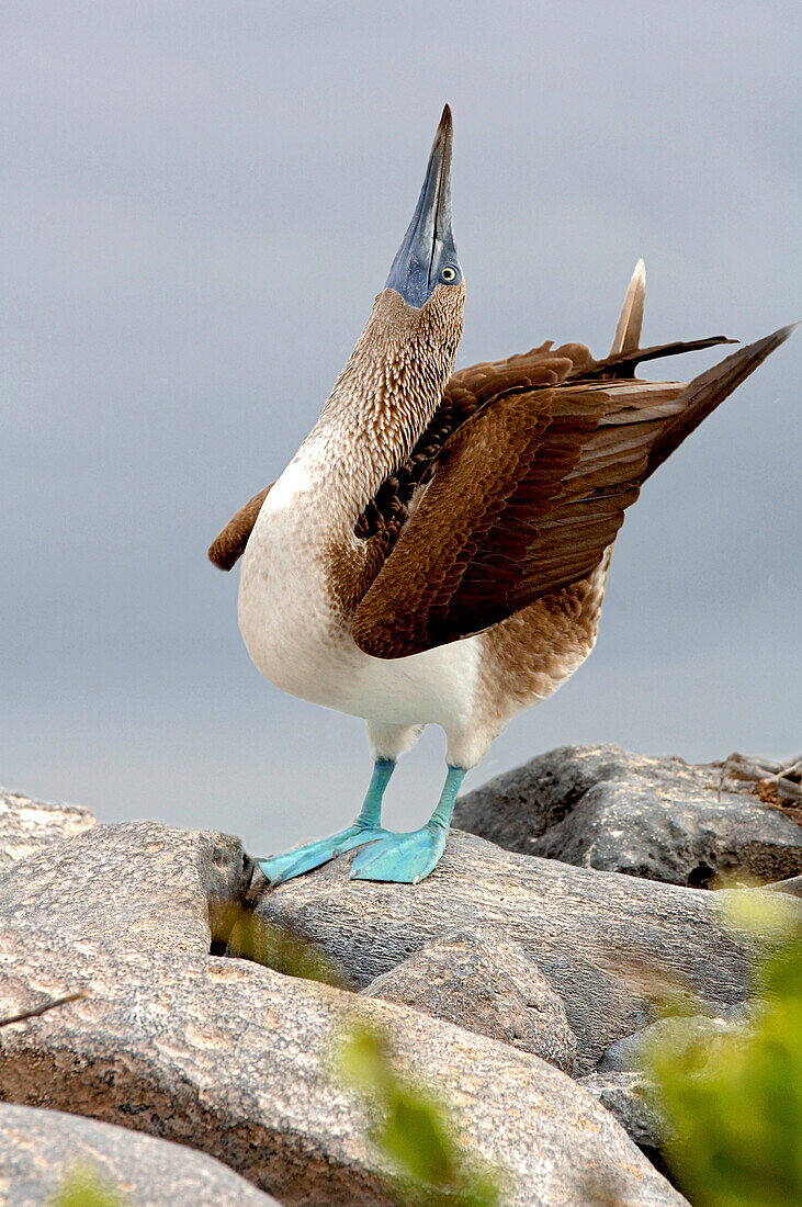 Blaufusstölpel, Galapagos Inseln, Ecuador, Südamerika