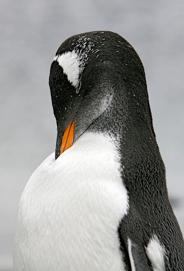 Eselspinguin auf einer Insel vor der Estancia Harberton, Feuerland, Argentinien, Südamerika