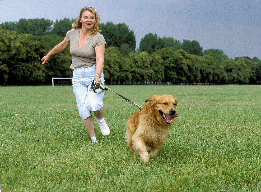 Golden Retriever on leash