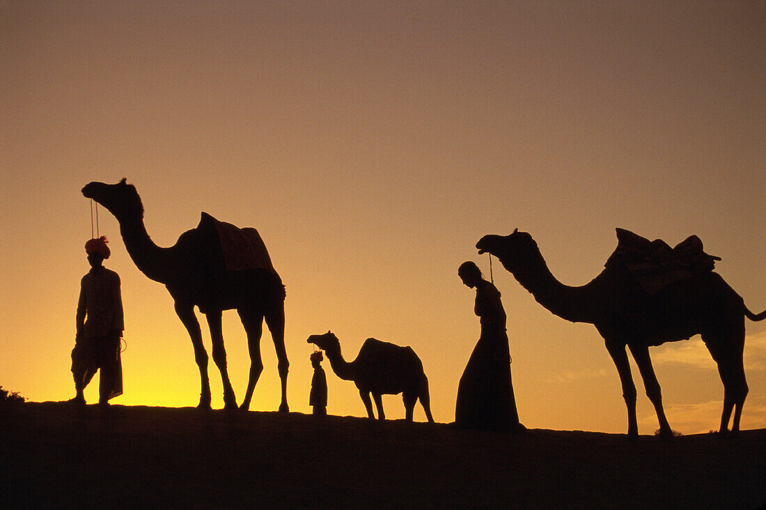 Camel caravan. Rajasthan. India