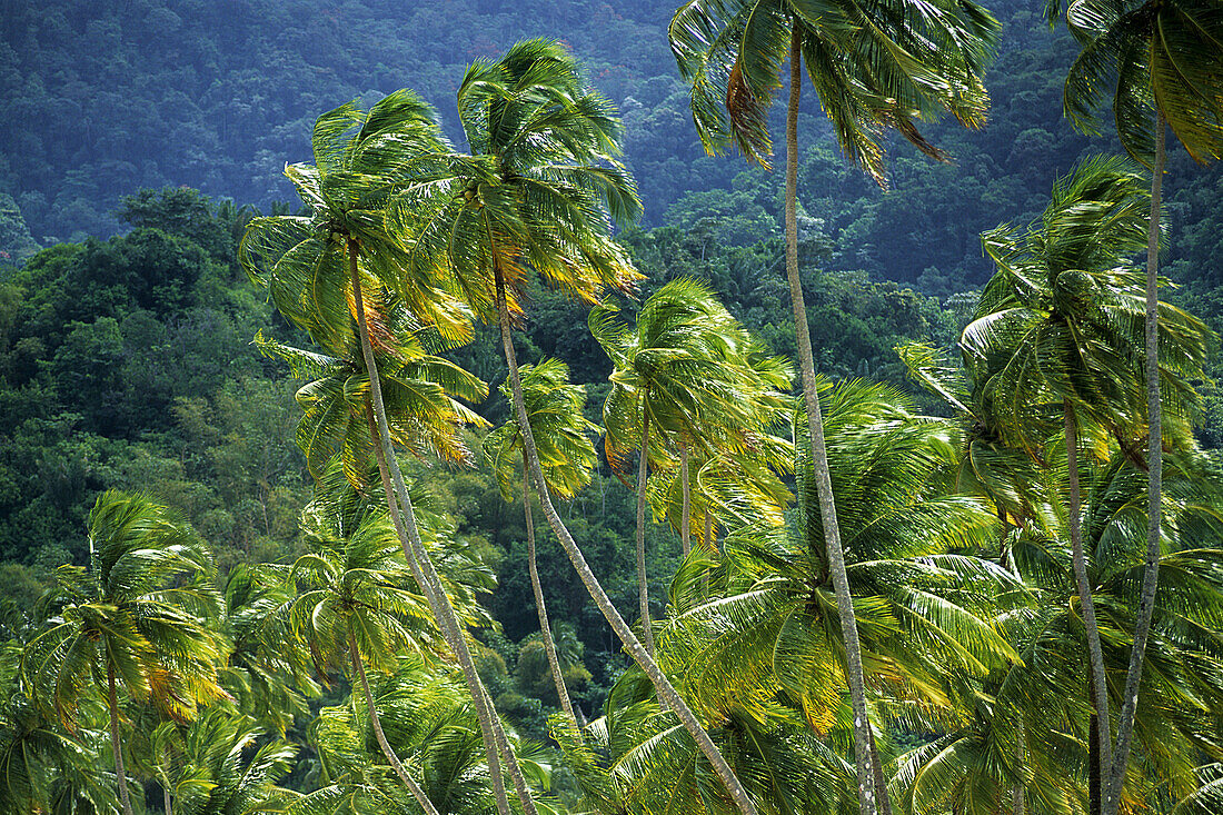 Wind-blowns palms. Maracas Bay, Trinidad. Cuba.