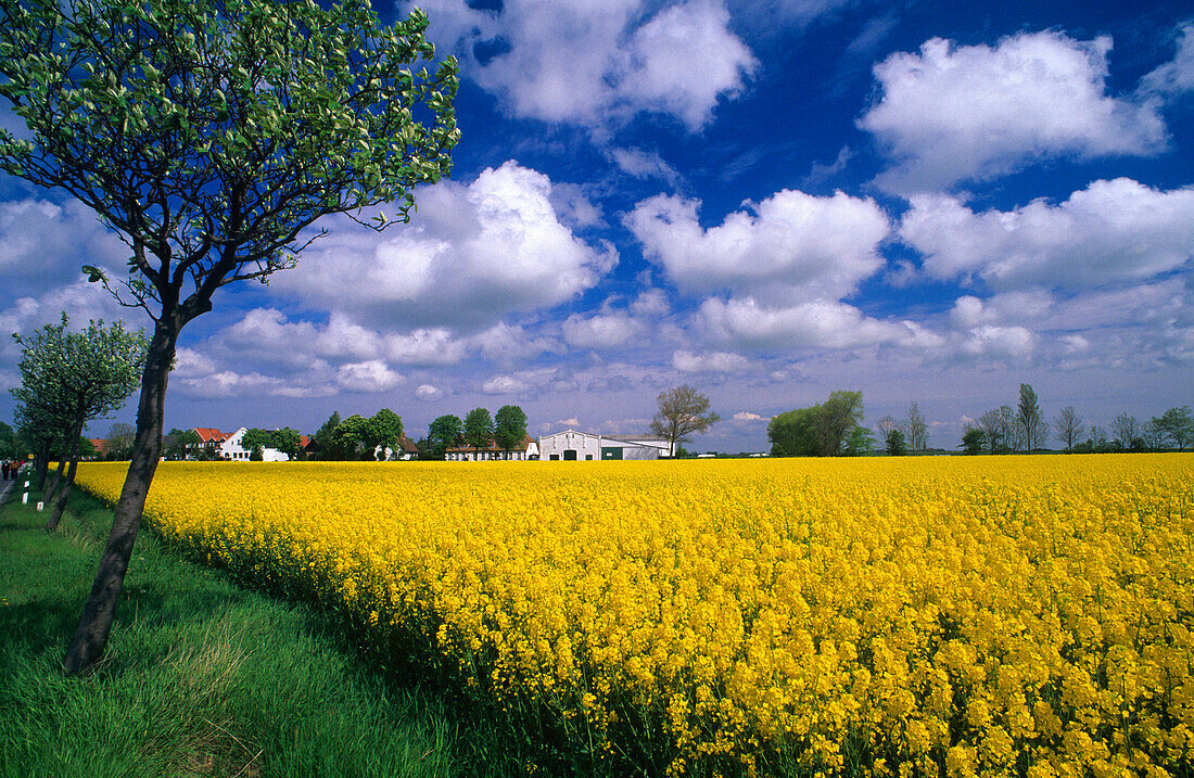 Canola field under white clouds, Fehmarn island, Schleswig Holstein, Germany, Europe