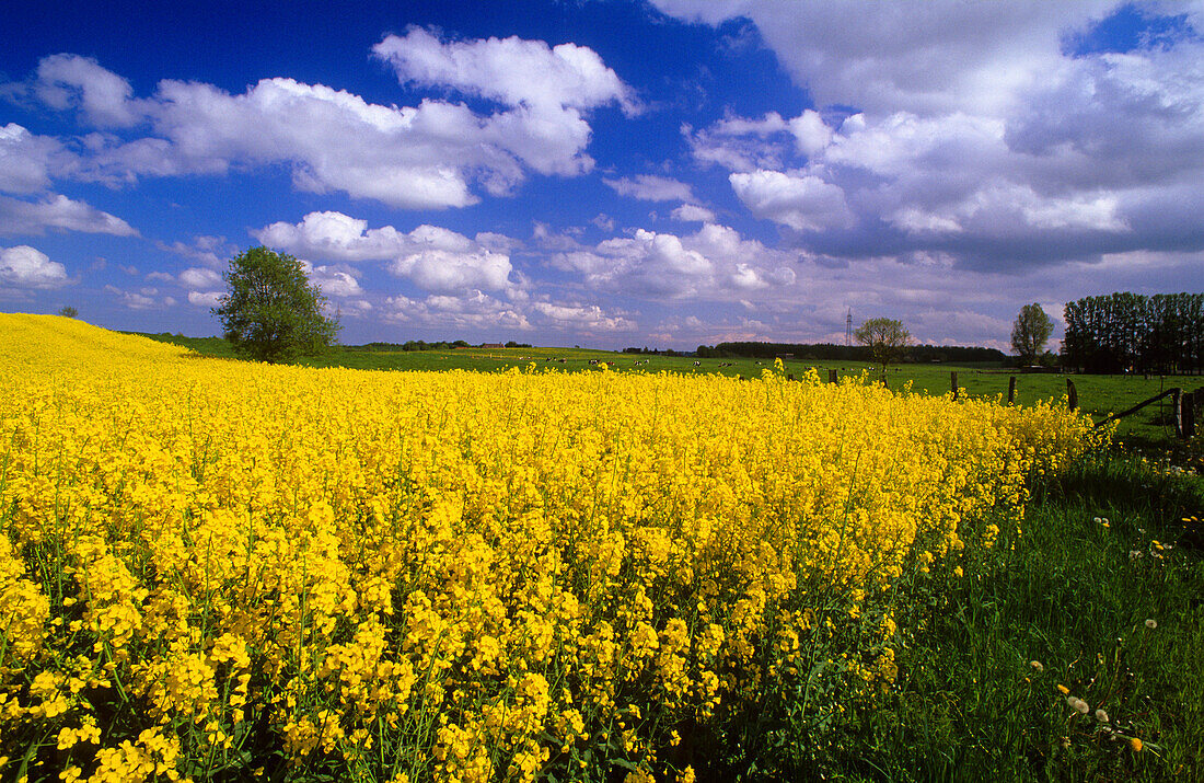 Canola field under white clouds, Schleswig Holstein, Germany, Europe