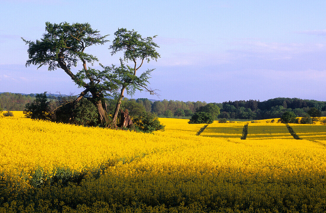 Canola fields at the Holsteinische Schweiz, Schleswig Holstein, Germany, Europe