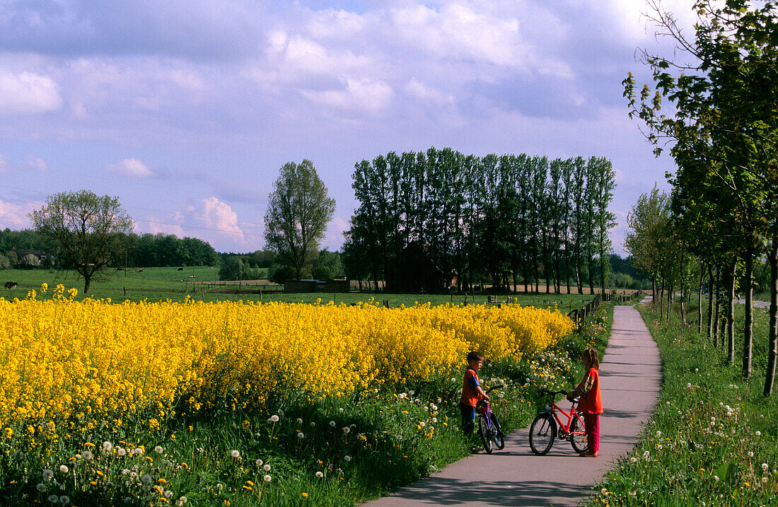 Canola field and children with bicycles, Schleswig Holstein, Germany, Europe