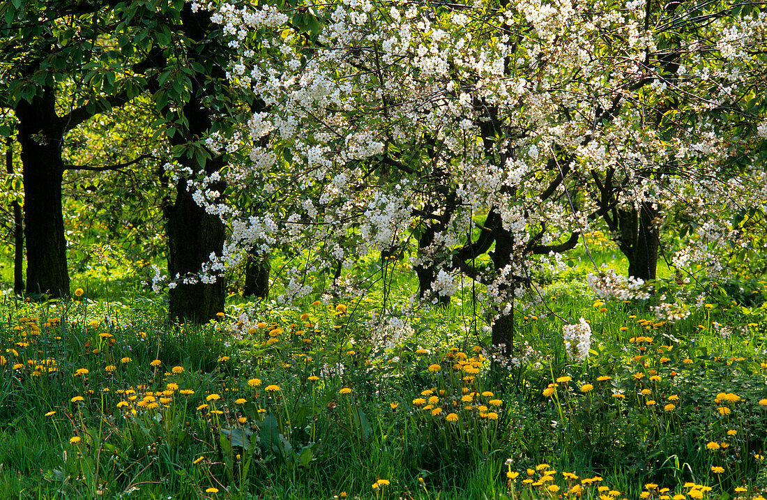 Europe, Germany, Lower Saxony, Altes Land, apple trees in flower